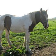 Tinker Irish-Swan´s Nikki 