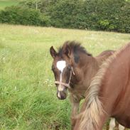 Welsh Cob (sec D) De Busies Prestige