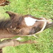 Welsh Cob (sec D) De Busies Prestige