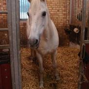 Connemara Sascha Columbine