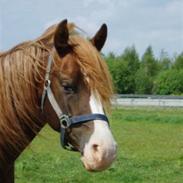 DSP Journey'<3 [Solgt] :'(