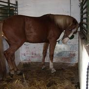 Anden særlig race Magnus solgt