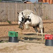 Tinker Wild Irish Bellis