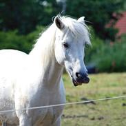 Anden særlig race Laban 