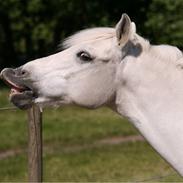 Anden særlig race Laban 
