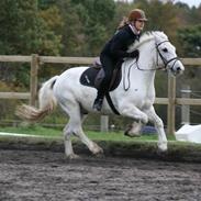 Welsh Cob (sec D) Hugo <3 fortid *