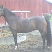 Welsh Partbred (Sec F) maylie shapari