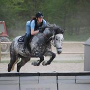 Dansk Varmblod Parcas