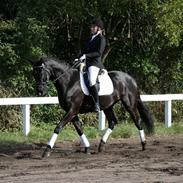 Trakehner Barduc  (SOLGT)