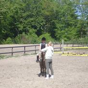 Welsh Pony af Cob-type (sec C) Simba b.b.