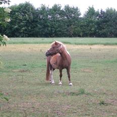 Shetlænder Lotte <3 #R.I.P :'/ #