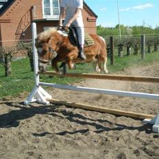 Shetlænder Lotte <3 #R.I.P :'/ #