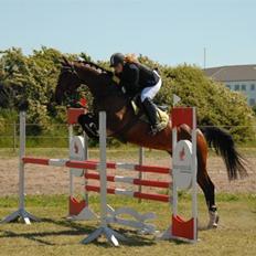 Dansk Varmblod Ofelia