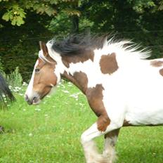 Irish Cob Irish Swan´s Sindi