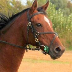 Hollandsk Sportspony *Ravnholts Jasmin*R.I.P