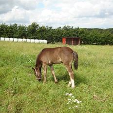 Welsh Cob (sec D) De Busies Prestige