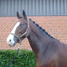 Anden særlig race Søgårdens Mandy *solgt*