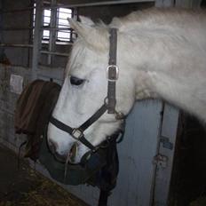 Anden særlig race Winner [Tidligere part]