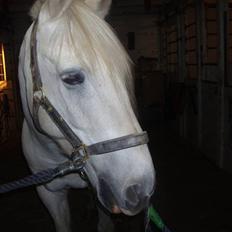 Anden særlig race Winner [Tidligere part]