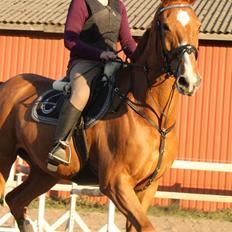 Mecklenburger Godus 2(R.I.P.- 26/8-09)†