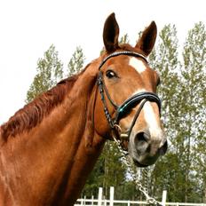 Mecklenburger Godus 2(R.I.P.- 26/8-09)†