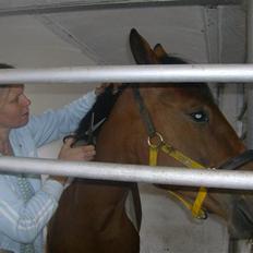 Pinto  Lupin a prena  solgt hulk