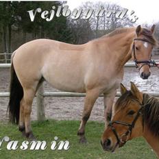 Oldenborg /Fjordhest - Vejlbygård's Yasmin-solgt-
