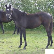 Anden særlig race Solhøjgaards First Tango