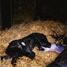 Anden særlig race Solhøjgaards First Tango