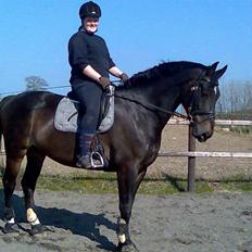 Oldenborg Højvangens Junker *RIP*