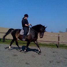 Oldenborg Højvangens Junker *RIP*