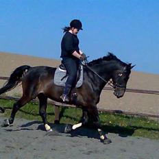 Oldenborg Højvangens Junker *RIP*