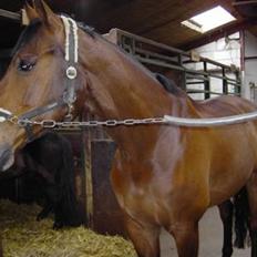 Dansk Varmblod Weluks (Lucas) efterlyses