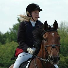 Dansk Varmblod Weluks (Lucas) efterlyses