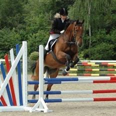 Dansk Varmblod Weluks (Lucas) efterlyses