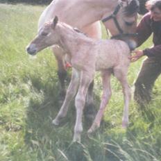 Anden særlig race Frederik *SOLGT*