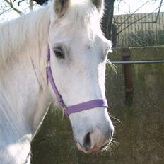 Welsh Cob (sec D) Hugo <3 fortid *