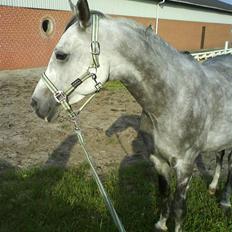 Arabisk fuldblod (OX) Rashid ox R.I.P.