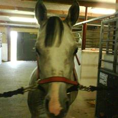 Arabisk fuldblod (OX) Rashid ox R.I.P.