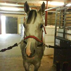 Arabisk fuldblod (OX) Rashid ox R.I.P.