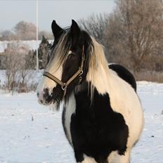 Irish Cob Beauty