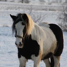 Irish Cob Beauty