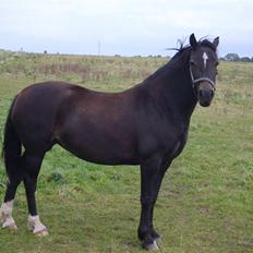 Welsh Cob (sec D) Lindbergs Dawn Impression