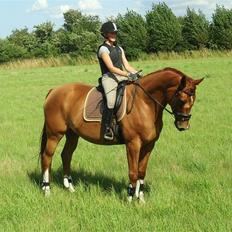 Dansk Varmblod Damgaardens Falasi - Solgt 