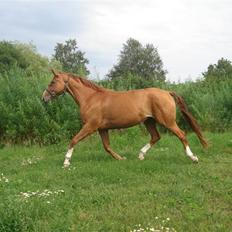 Dansk Varmblod Damgaardens Falasi - Solgt 