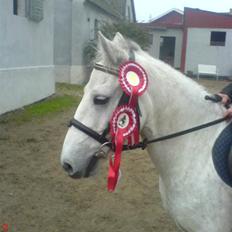 Anden særlig race Prop ;')  SOLGT :(