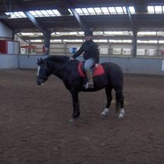 New Forest Cæsar(Red ham op)