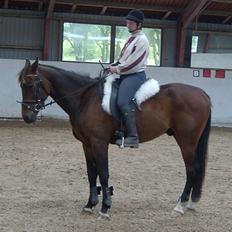 Anden særlig race Apollon/Polle(mor's) 