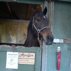 Anden særlig race Apollon/Polle(mor's) 