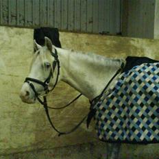 Welsh Pony (sec B) caramba R.I.P